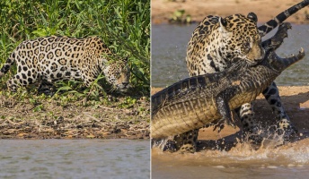 【動画あり】ジャガーがワニを一瞬で捕らえる全過程すごい!