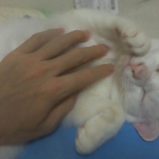 ねこかます