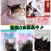 昨日は秘密結社ねこのひげ譲渡会♪