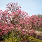 『LAOWA9mmF2.8で巡るシュミット周辺の名所案内８：哲学堂公園の梅2019　2019/02/14』の画像