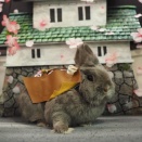 4月26日のグルーミングフォト