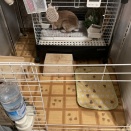 2026年4月25日クララ初入院・手術