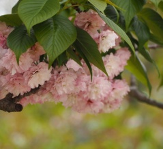 大村桜（オオムラザクラ）が満開！「大村公園」（大村市玖島）
