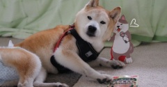 今日から18歳！…かな？
