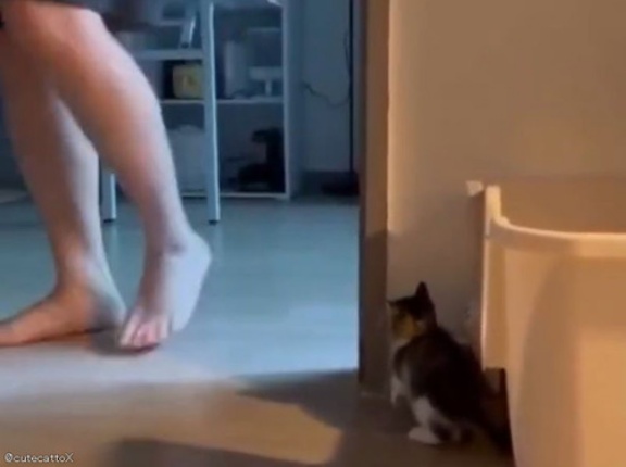 子猫が隠れて飼い主を驚かそうとするけど…まだ「へたっぴ」なとき