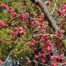 （今日のその２）横浜イングリッシュガーデン　ハナモモ、ショカッサイ