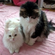 医療講演会に参加して猫と自分の病気予防について考える