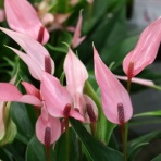 モナガーデン_中西園芸のblog