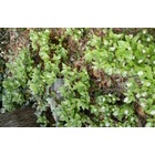 �ذ���������٤β���