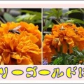 マリーゴールドに蜂