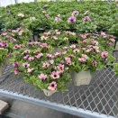 寄せ植えを作るつもり、つもりです