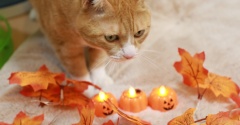 猫らとハロウィン。