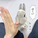 うさぎのルリ(5/1追記)