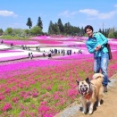 48話　羊山公園の芝桜