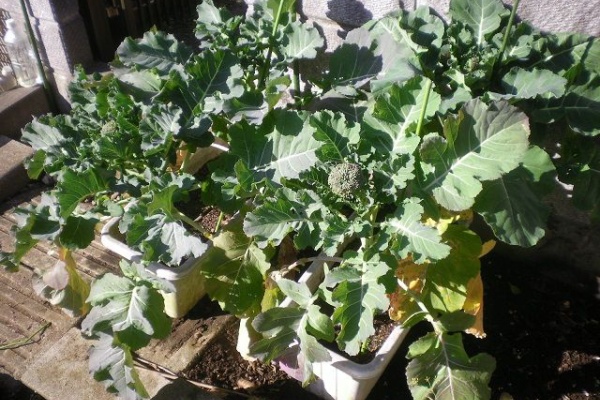 じいじの野菜づくり ブロッコリースプラウト 15