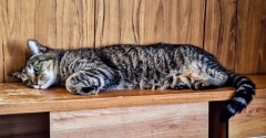 ヤヨイ　生きてく猫５