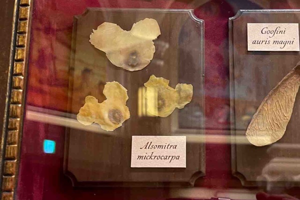 噂のdヲタくんのディズニーレポート 隠れミッキー