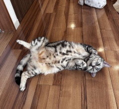 猫8匹連れて日本に完全帰国しました。