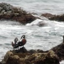 雪が降る前に、もう一度。シノリガモ他