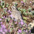 令和6(2024)年3月27日の鳥さん Vol.1　国分川で野鳥の観察･撮影 カワセミが結構登場!!ジョウビタキのメスも現る!!魚の坂上りを見た!!