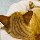 可愛いもの好きなので
