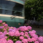 『紫陽花＆江ノ電』の画像