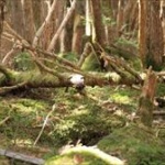 【我が家の】ベランダ植物園が盛況ｗｗｗｗｗｗｗｗｗｗｗｗｗ