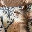 気持ちよさそうに寝てるぼくちんを見てる　癒し〜♡