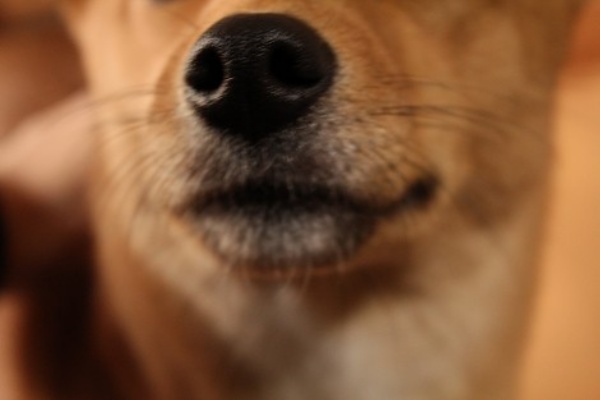 柴犬 ポチ子の日記