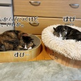 シニアになると揉めなくなる。