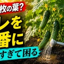 6月のキュウリが伸びないのは水でも肥料不足でもない。伸びる畑と止まる畑を分ける差