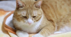 聞き分けのいい猫。