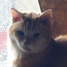 【訴えられても…】 2025日向ぼっこNewスポット No.1　～コルッチ 編＿黒猫な日常：クロネコ「黒龍」