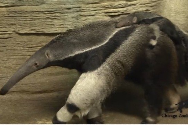 ベスト50 オオアリクイ 爪 最高の花の画像