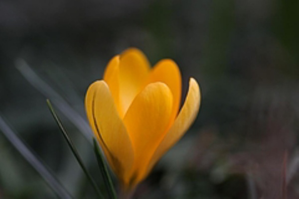 Gori Ppdwy632 ニーチェ