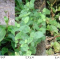 ミゾソバ〜良薬は口に苦し/2026.2.12