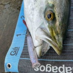 Y師匠の釣りブログ