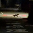 ヘビを掴まえようとしてた近所のキツネ