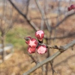 ドメーヌ、クロ ド テンリュウ