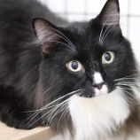 『【里親募集中】ノルウェージャンフォレストキャットのノエル』の画像