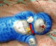 もふもふした可愛い動物画像ください もふ死注意 Girlsnews まとめ速報