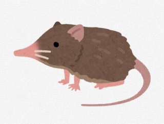 国内では北海道だけに生息する「トウキョウトガリネズミ」　展示会が開催される