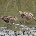 2026年10月14日の野鳥公園