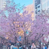 『河津桜』の画像