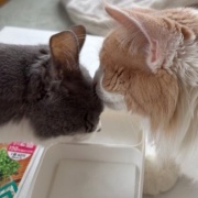 仲良しだからじゃれ合える2匹と「たまごの家」の卵