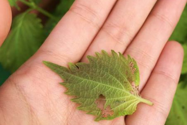 香りのあるハーブに虫はつく それとも つかない プランター菜園をやってみよう 会社の屋上 で 収穫を目指す 会社員の熱き戦い