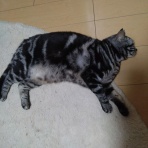 ﾈｺﾁｬﾝのﾆﾝｹﾞﾝ育成日記