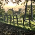 フィールド・オブ・ドリームス　　乳と蜜の流れる地