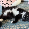【ポチクロ猫日記】希望の光が見えたかも？！【トライアル２７日目】