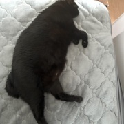 【猫写真】我が家の黒猫見分けクイズ